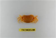 藏品(細足澤蟹)的圖片